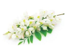 sophora japonica extract